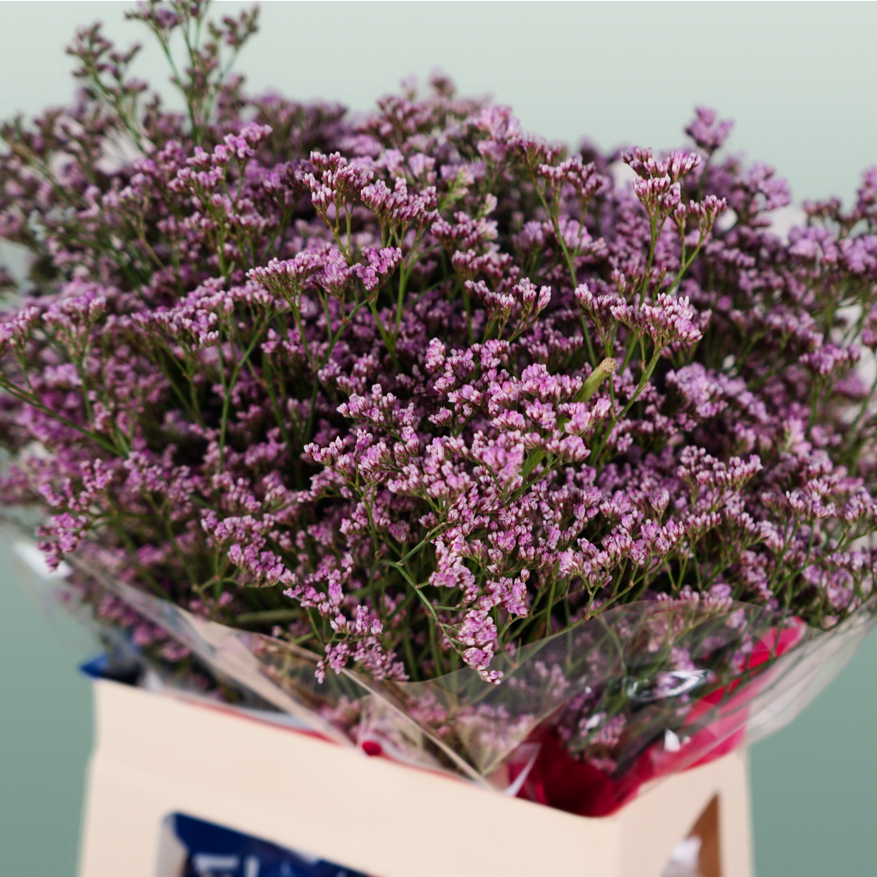 Pink Limonium Cut Flowers – 70cm Stems