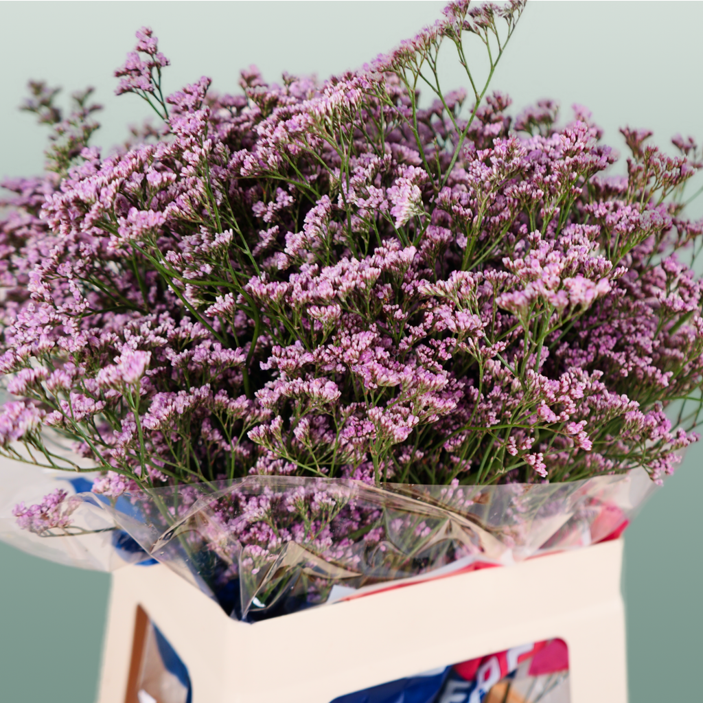 Pink Limonium Cut Flowers – 70cm Stems