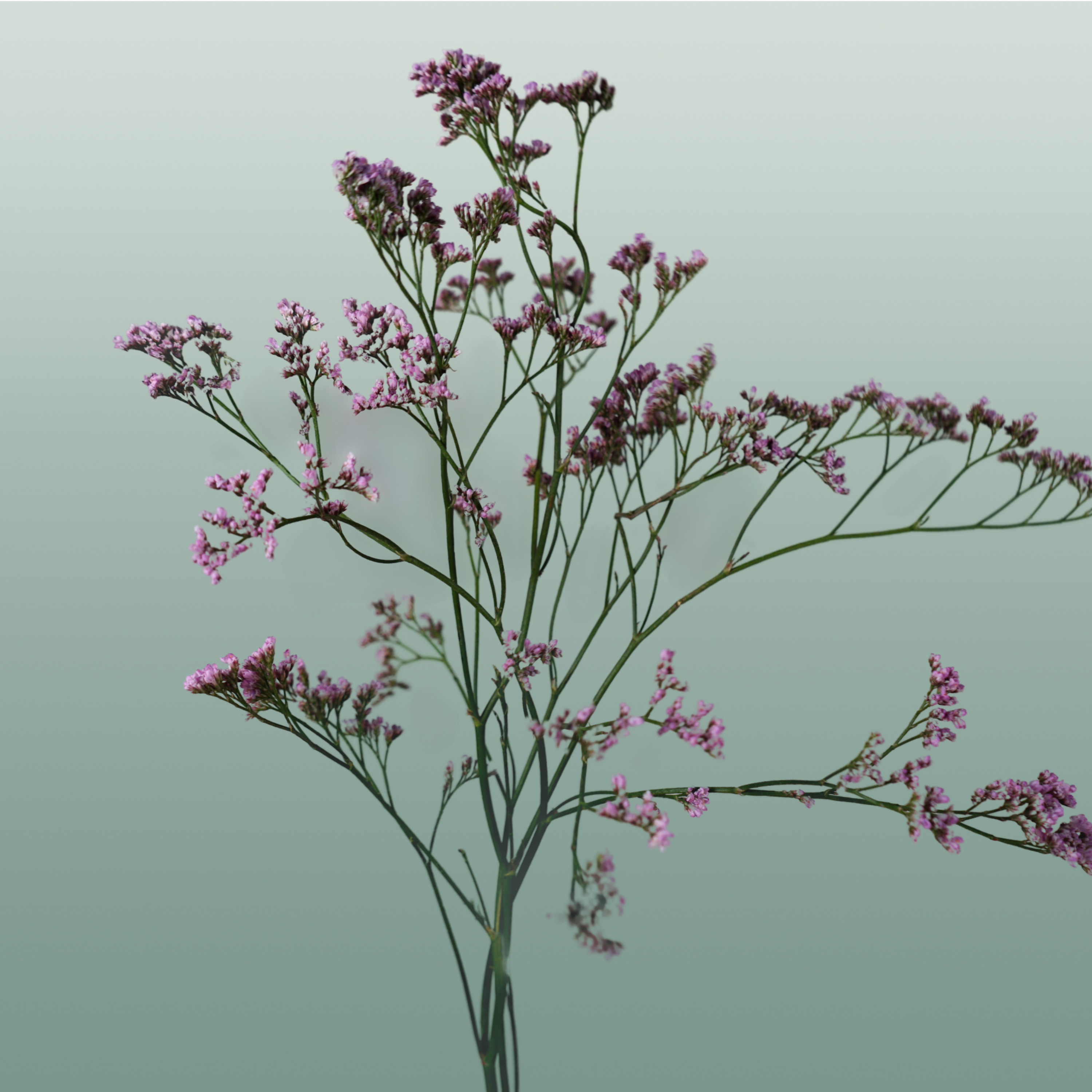 Pink Limonium Cut Flowers – 70cm Stems