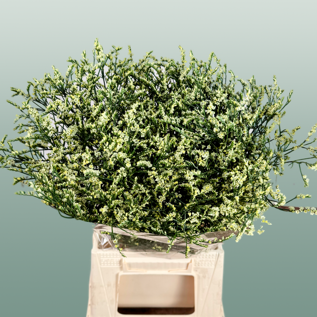 Yellow Limonium ‘Zalimyel’ – 60cm Stems