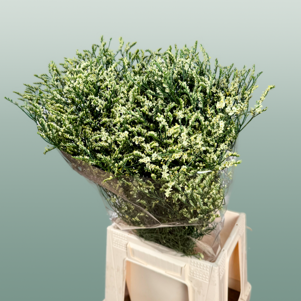 Yellow Limonium ‘Zalimyel’ – 60cm Stems