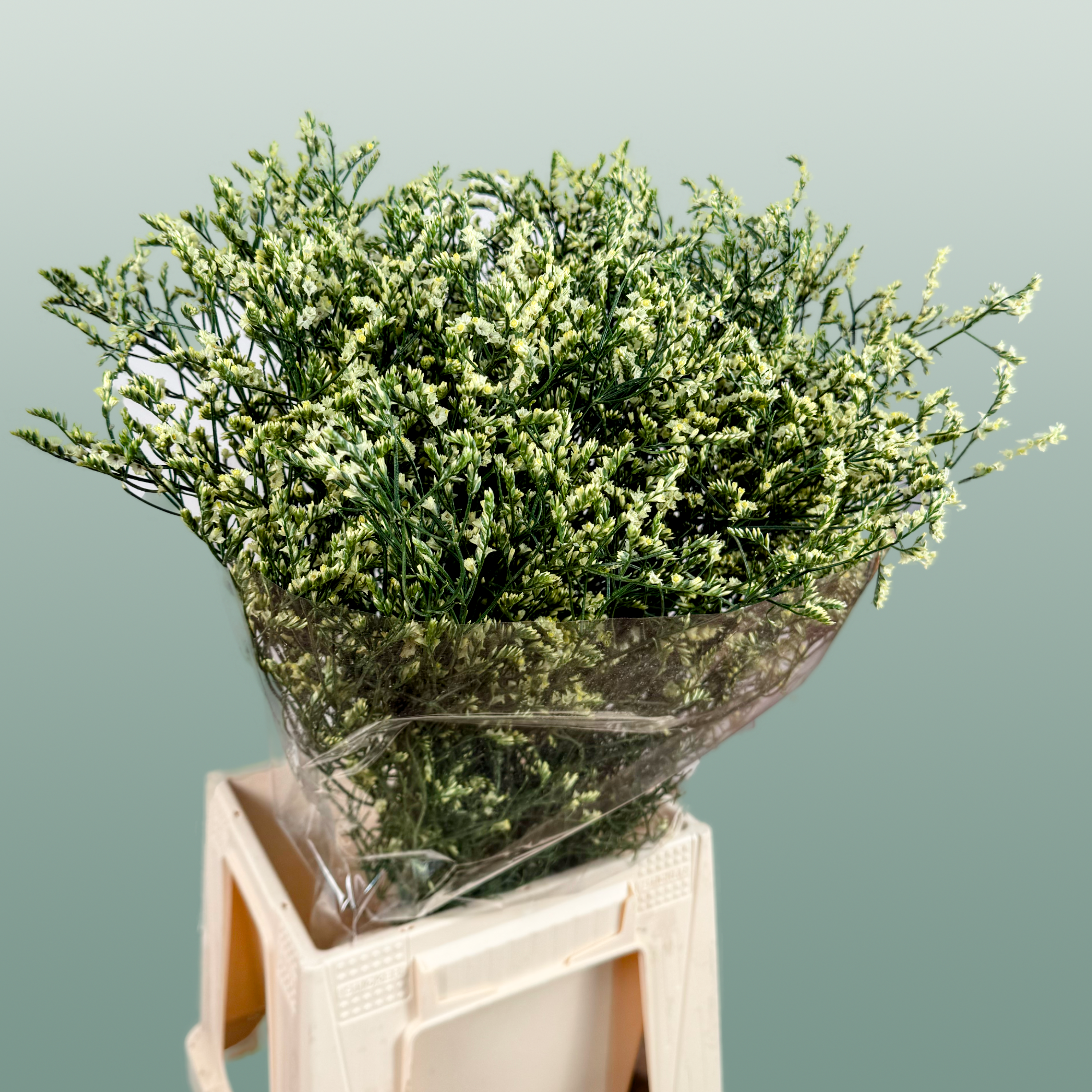 Yellow Limonium ‘Zalimyel’ – 60cm Stems