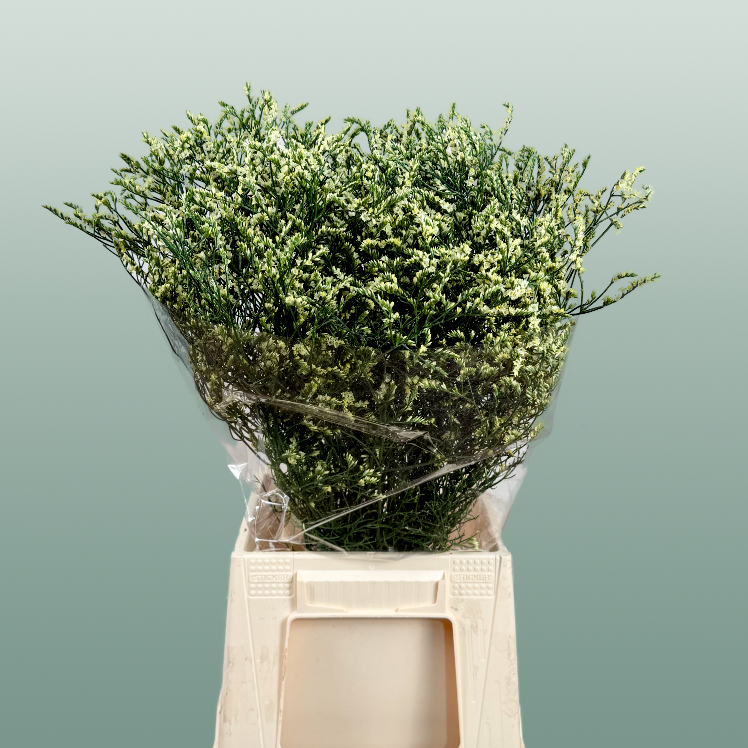 Yellow Limonium ‘Zalimyel’ – 60cm Stems