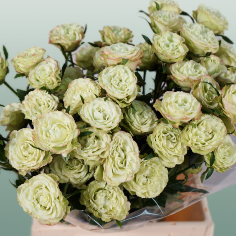 Spray Rose - Rosa - Limousine