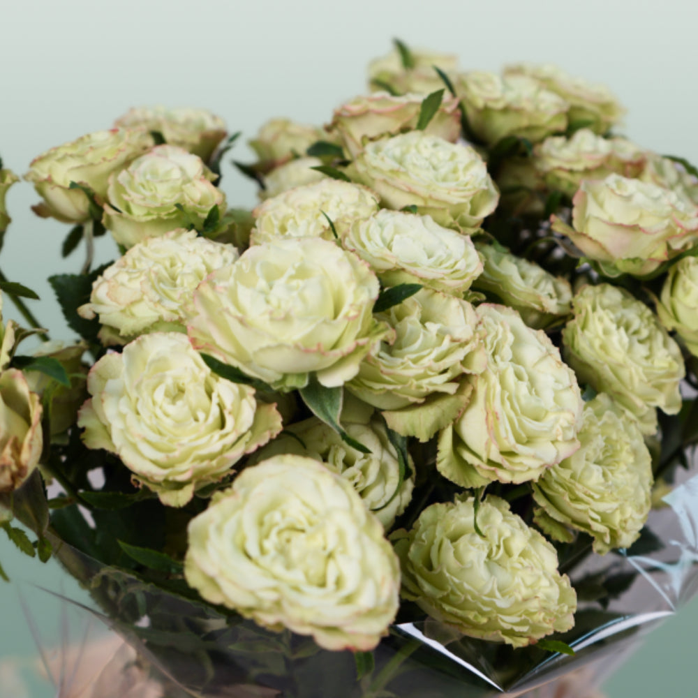 Spray Rose - Rosa - Limousine