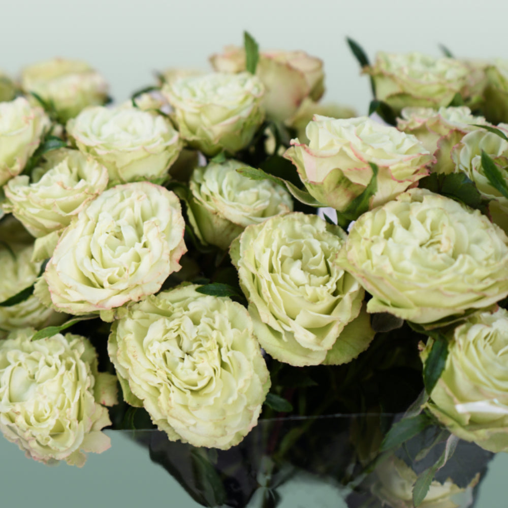 Spray Rose - Rosa - Limousine