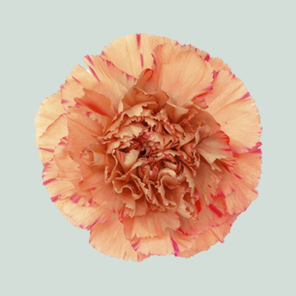 Carnation Standard Lion King