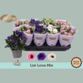 PL Eustoma Russellianum Julietta mix - (8 Plants)