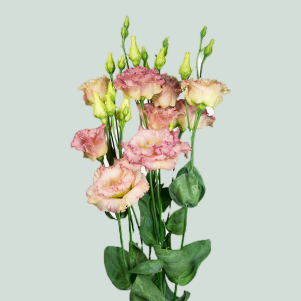 Lisianthus Alissa Champagne