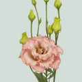 Lisianthus Alissa Peach