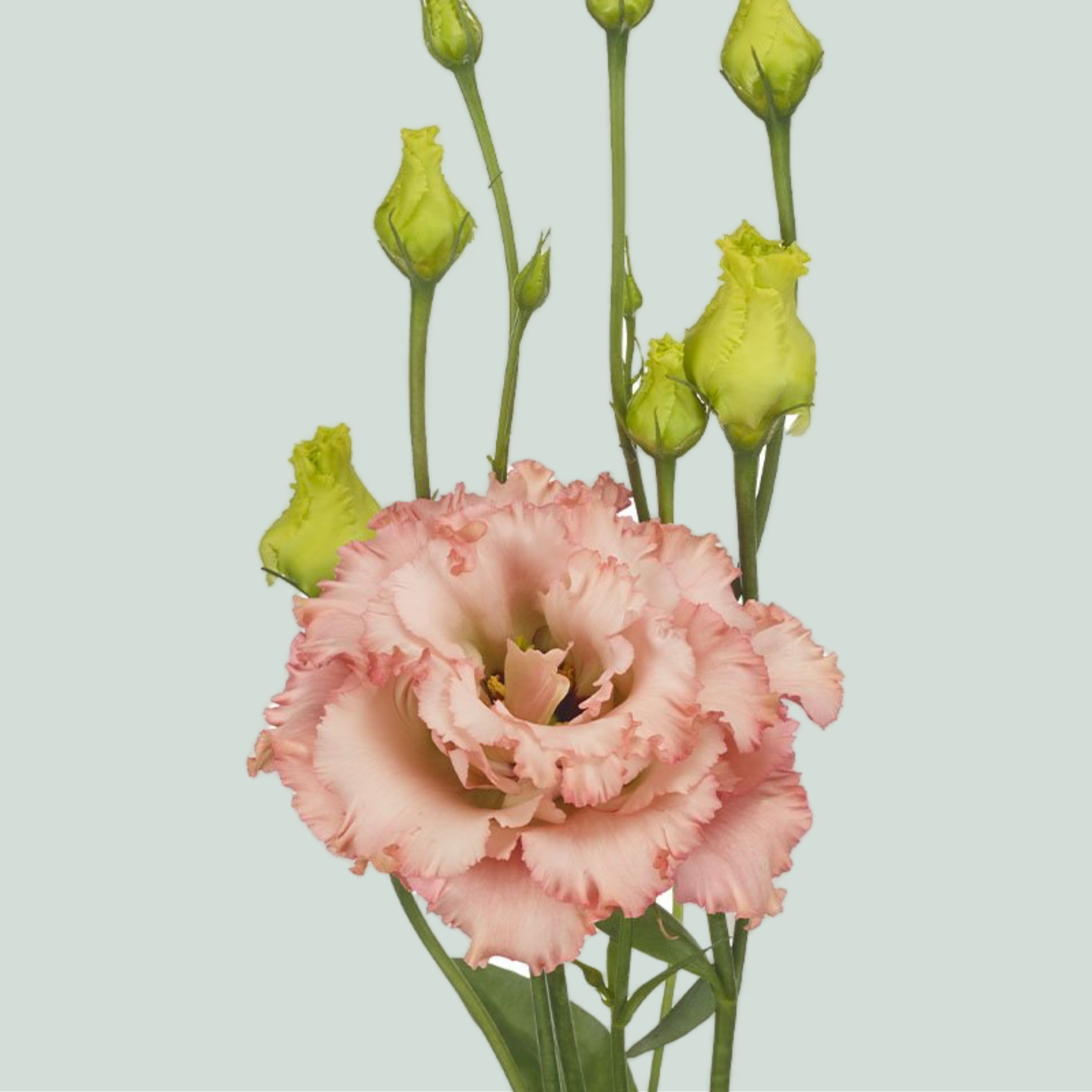 Lisianthus Alissa Peach