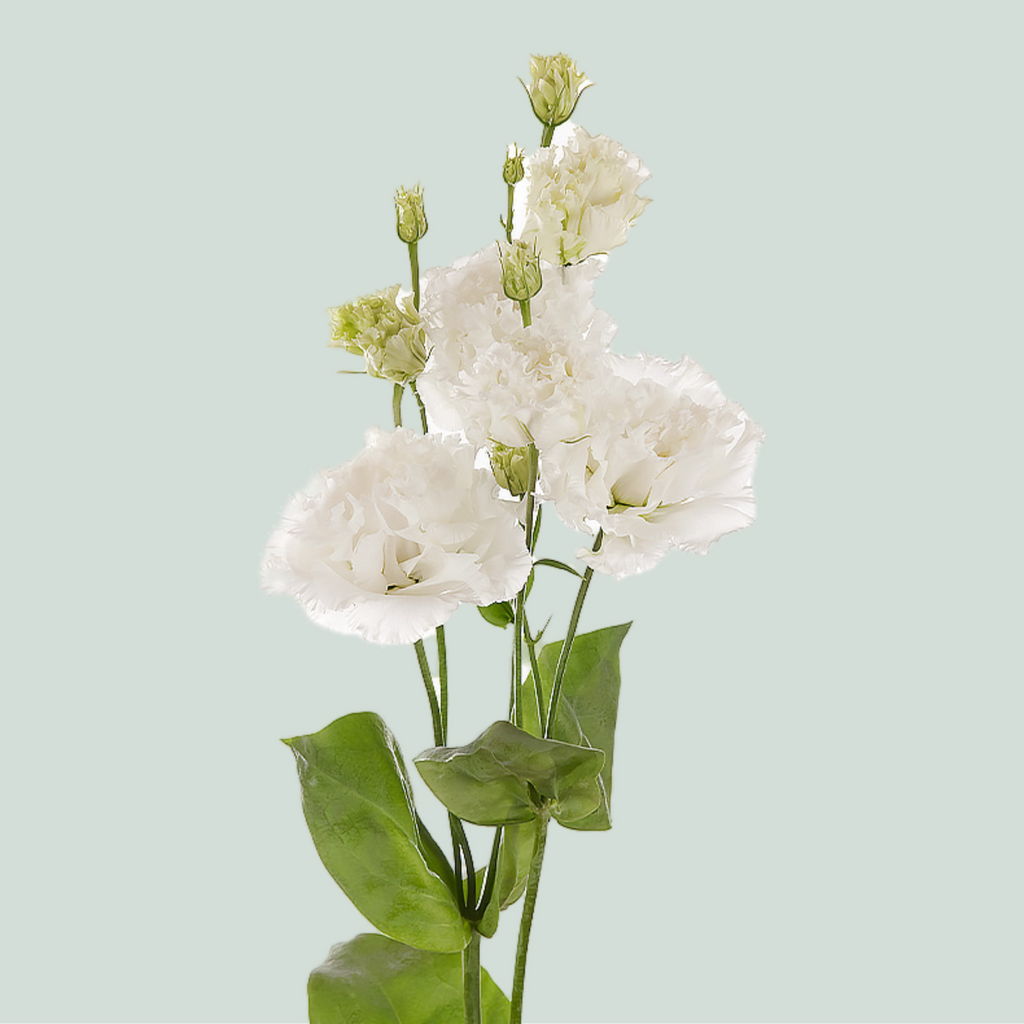 Lisianthus Alissa Pure White