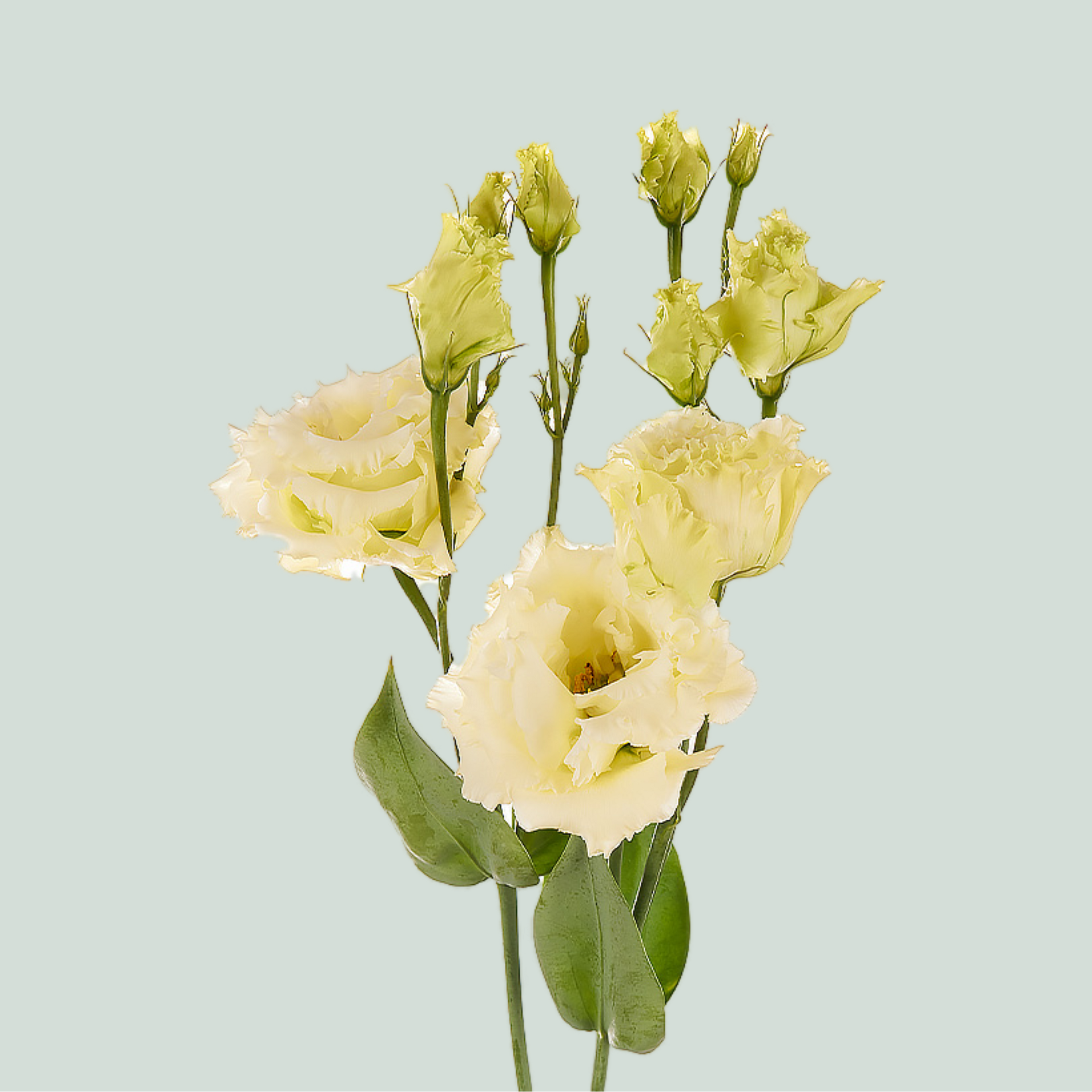 Lisianthus Alissa Yellow