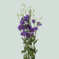 Eustoma Botanic Blue (10 Stems)