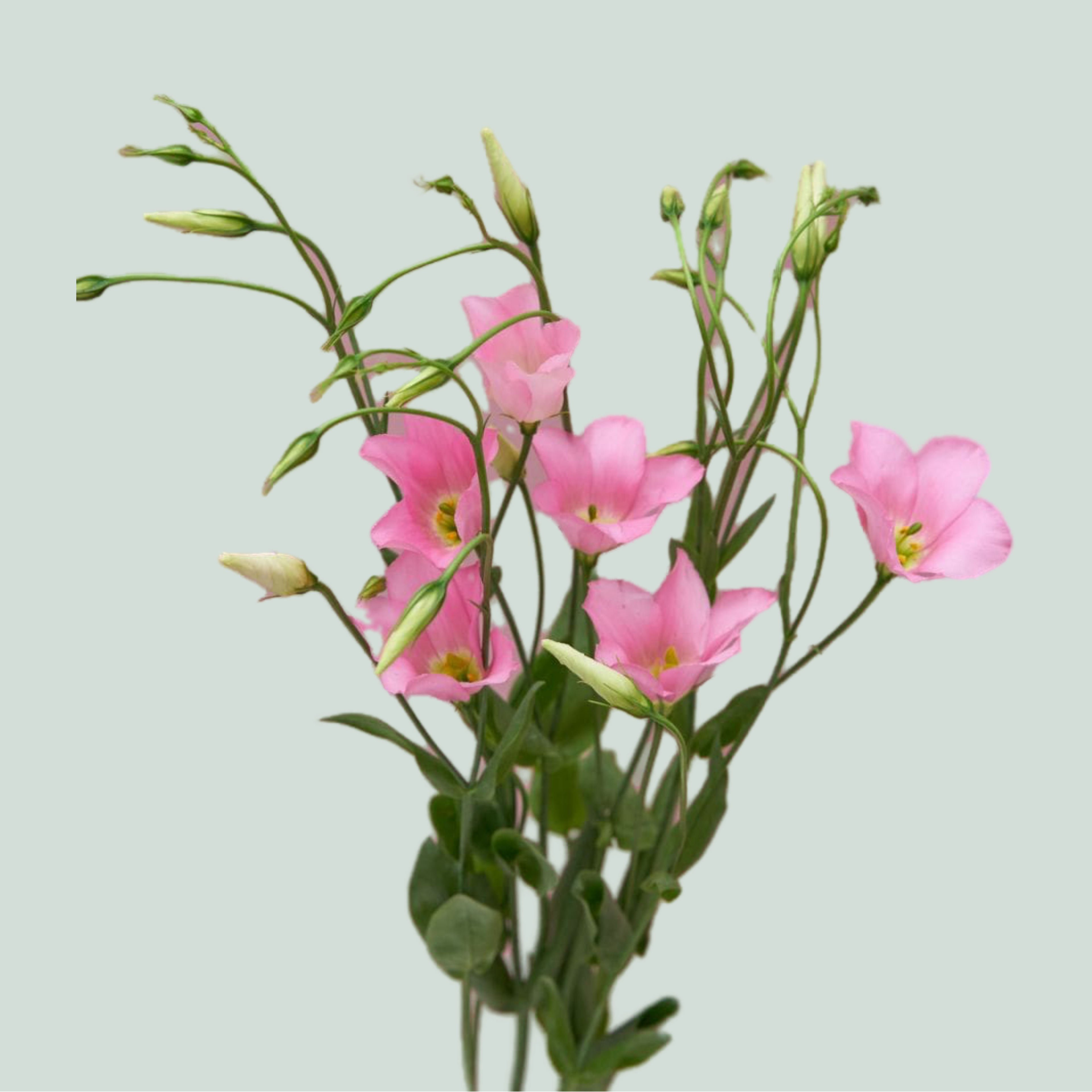 Lisianthus Botanic Pink