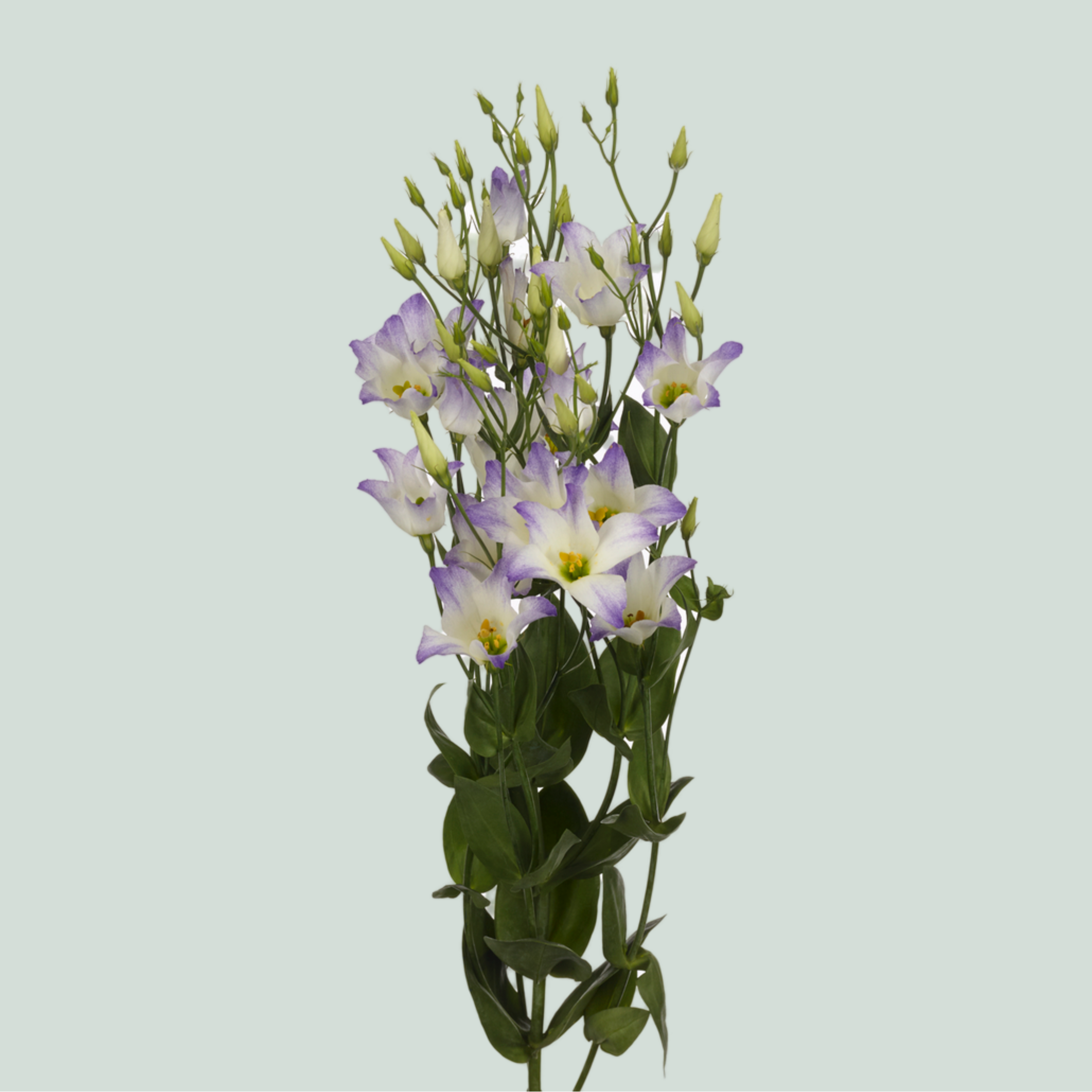 Eustoma Botanic Squash (10 Stems)