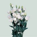 White Lisianthus ‘Piccolo White’ – 70cm Stems