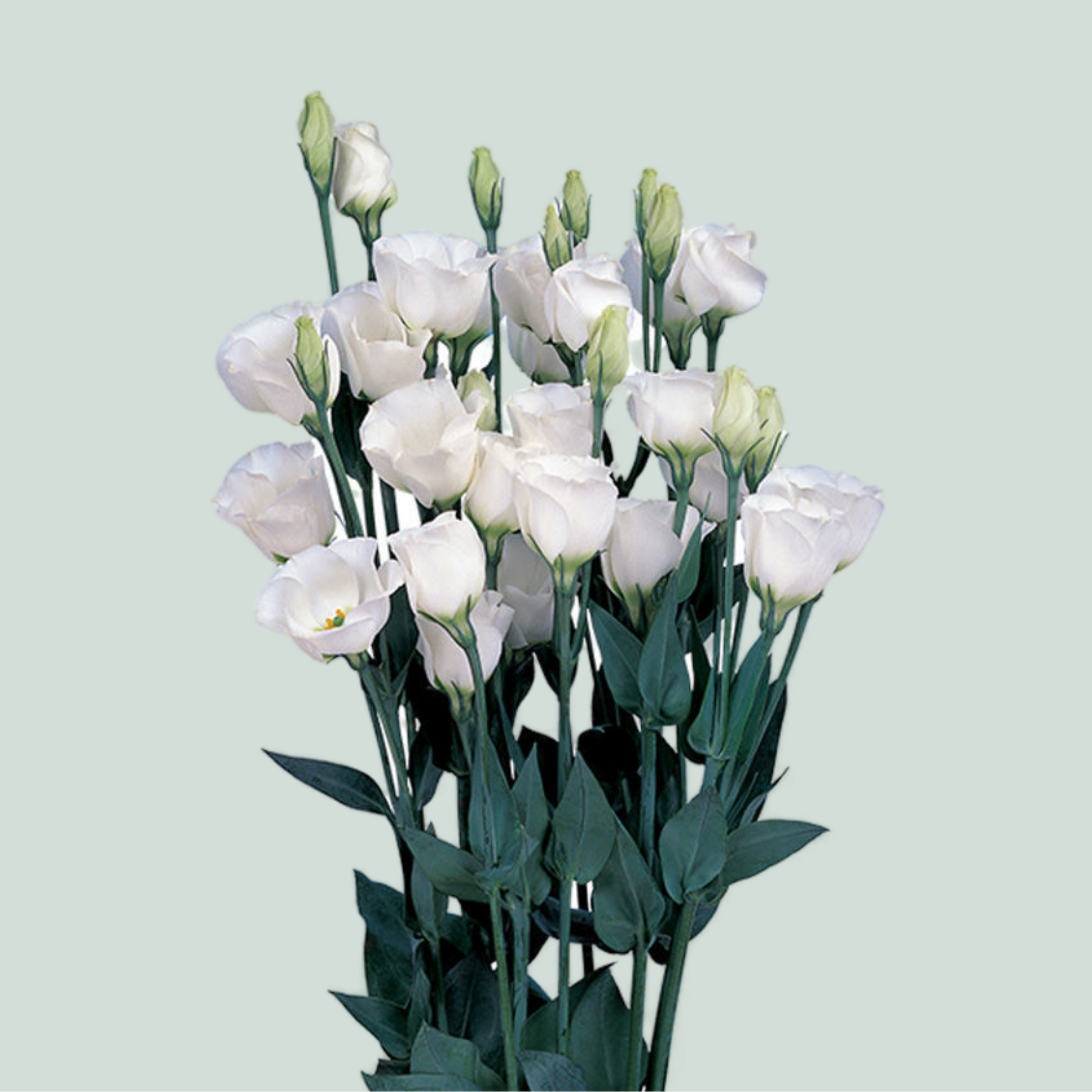 White Lisianthus ‘Piccolo White’ – 70cm Stems