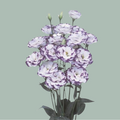 Eustoma Piccolo Excalibur Blue (10 Stems)