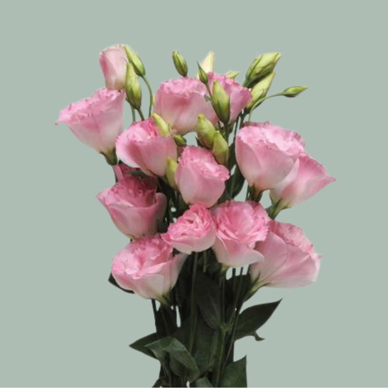 Eustoma Mixed Box (60 Stems)