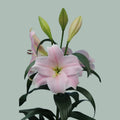 Lily Cali (LO) (10 Stems)