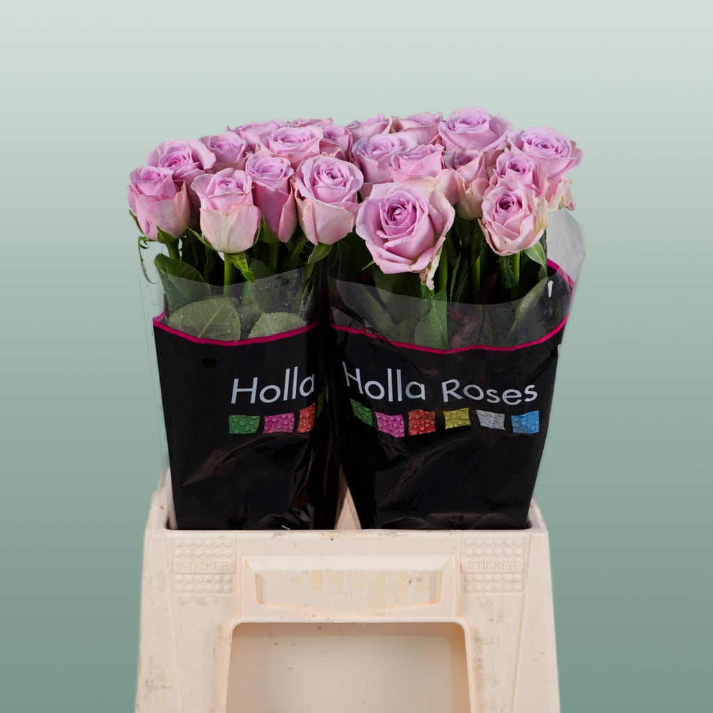 Rose - Rosa - Lovely Aqua