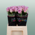 Rose - Rosa - Lovely Aqua