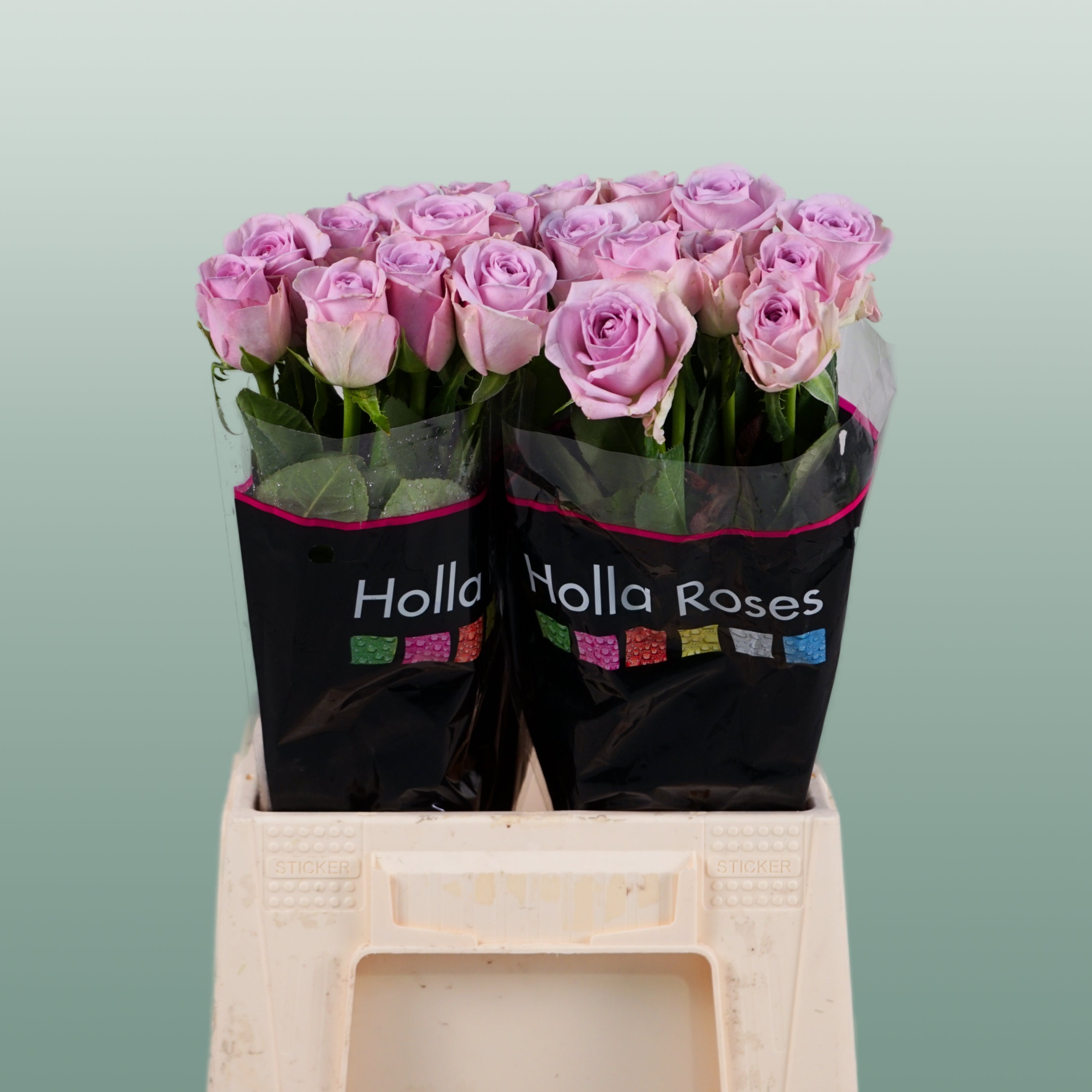 Rose - Rosa - Lovely Aqua