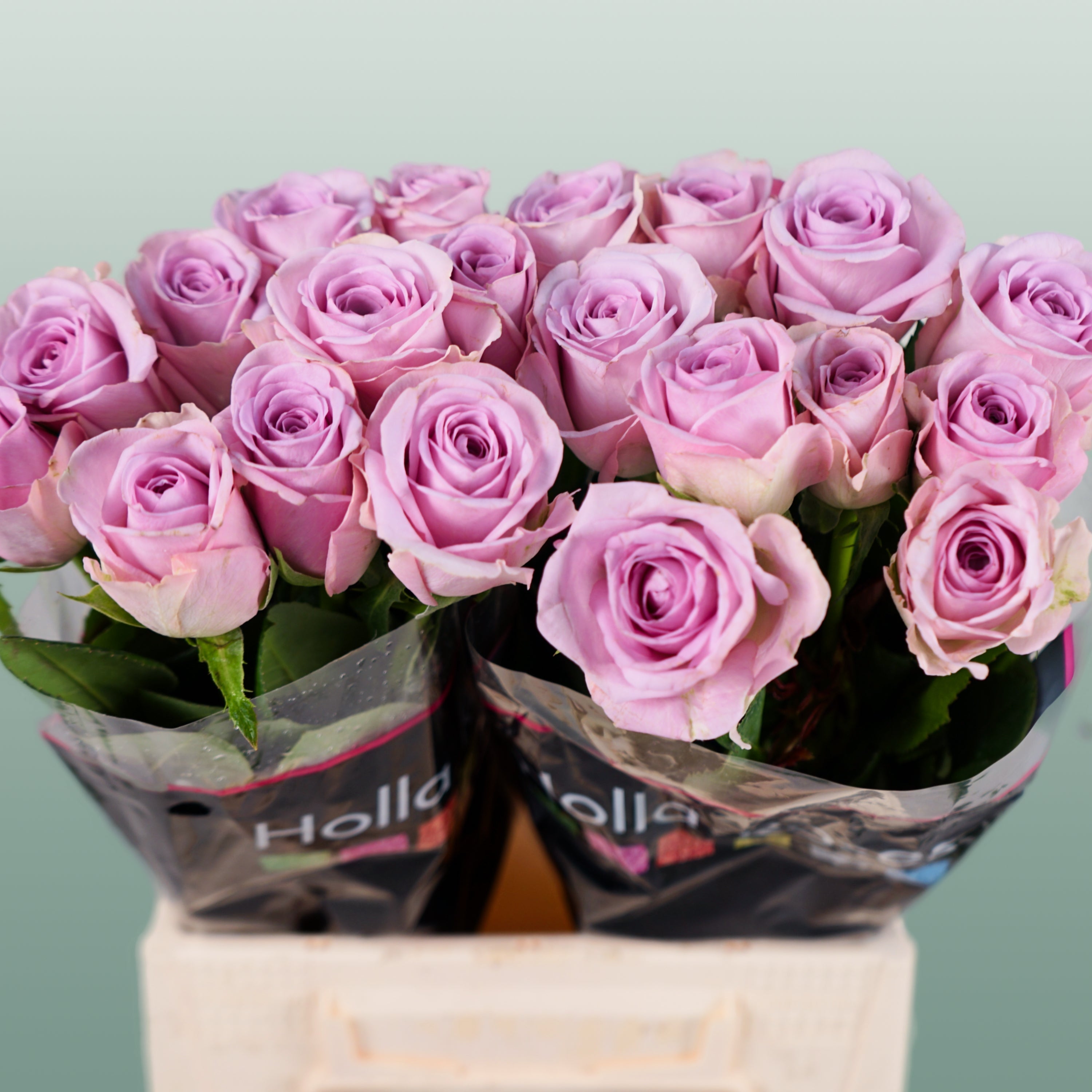 Rose - Rosa - Lovely Aqua
