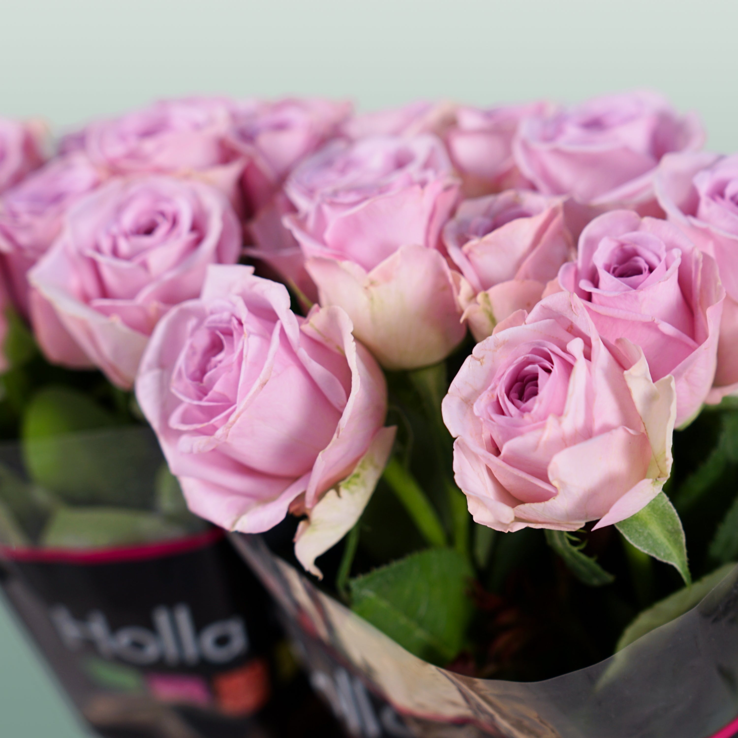 Rose - Rosa - Lovely Aqua