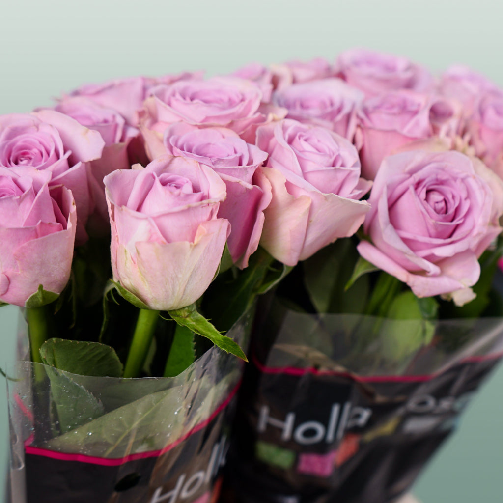 Rose - Rosa - Lovely Aqua
