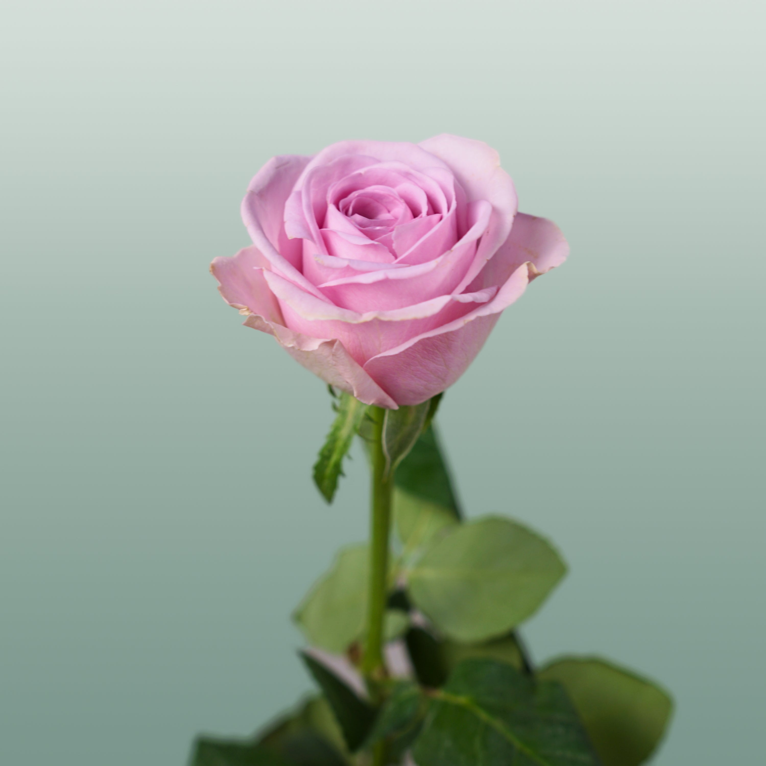 Rose - Rosa - Lovely Aqua