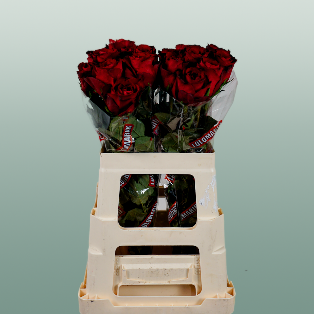 Rose - Rosa - Madam Red