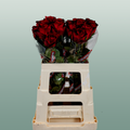 Rose - Rosa - Madam Red