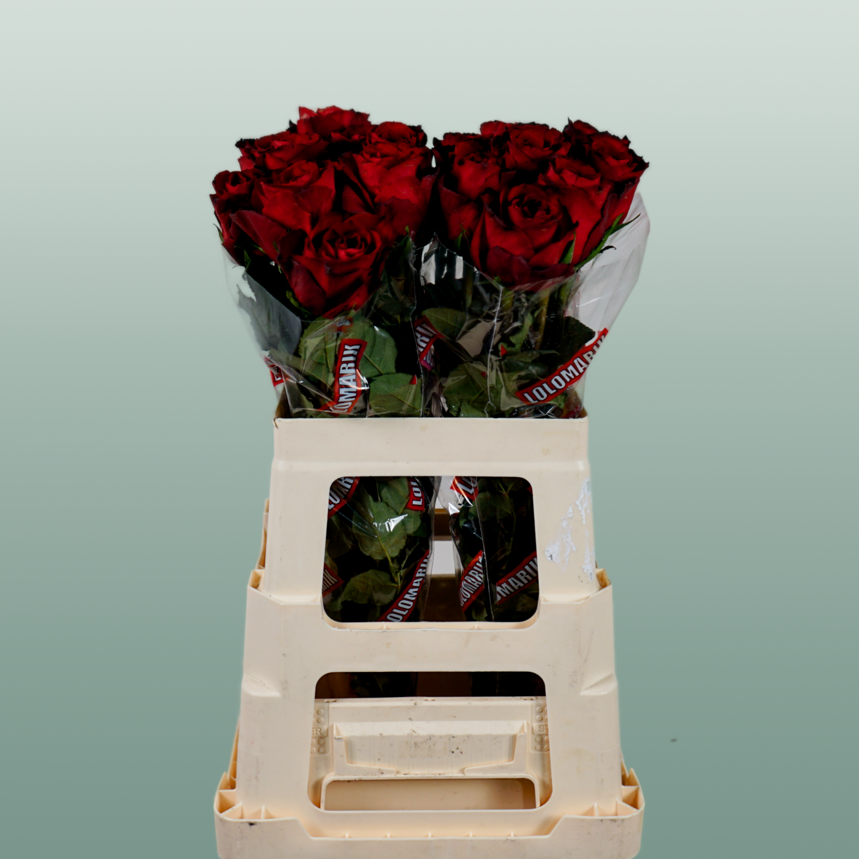 Rose - Rosa - Madam Red