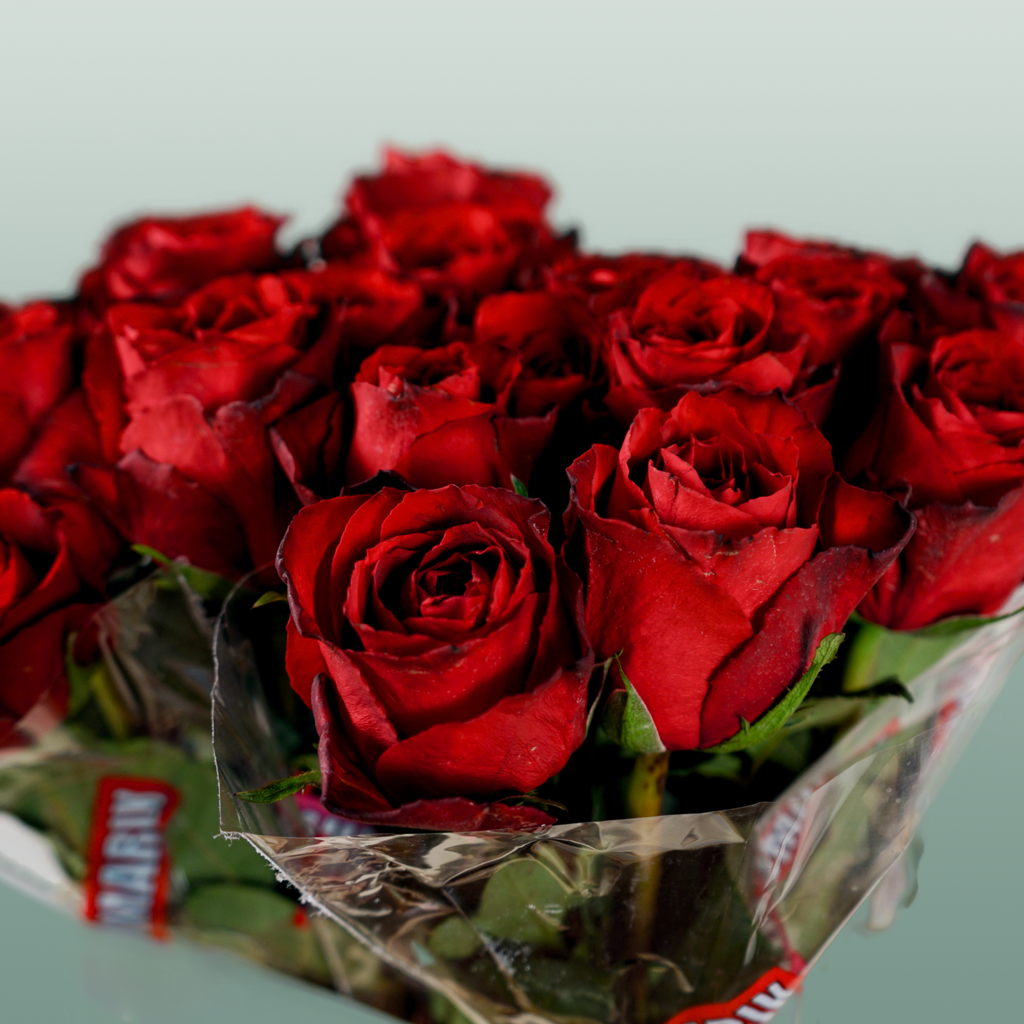 Rose - Rosa - Madam Red
