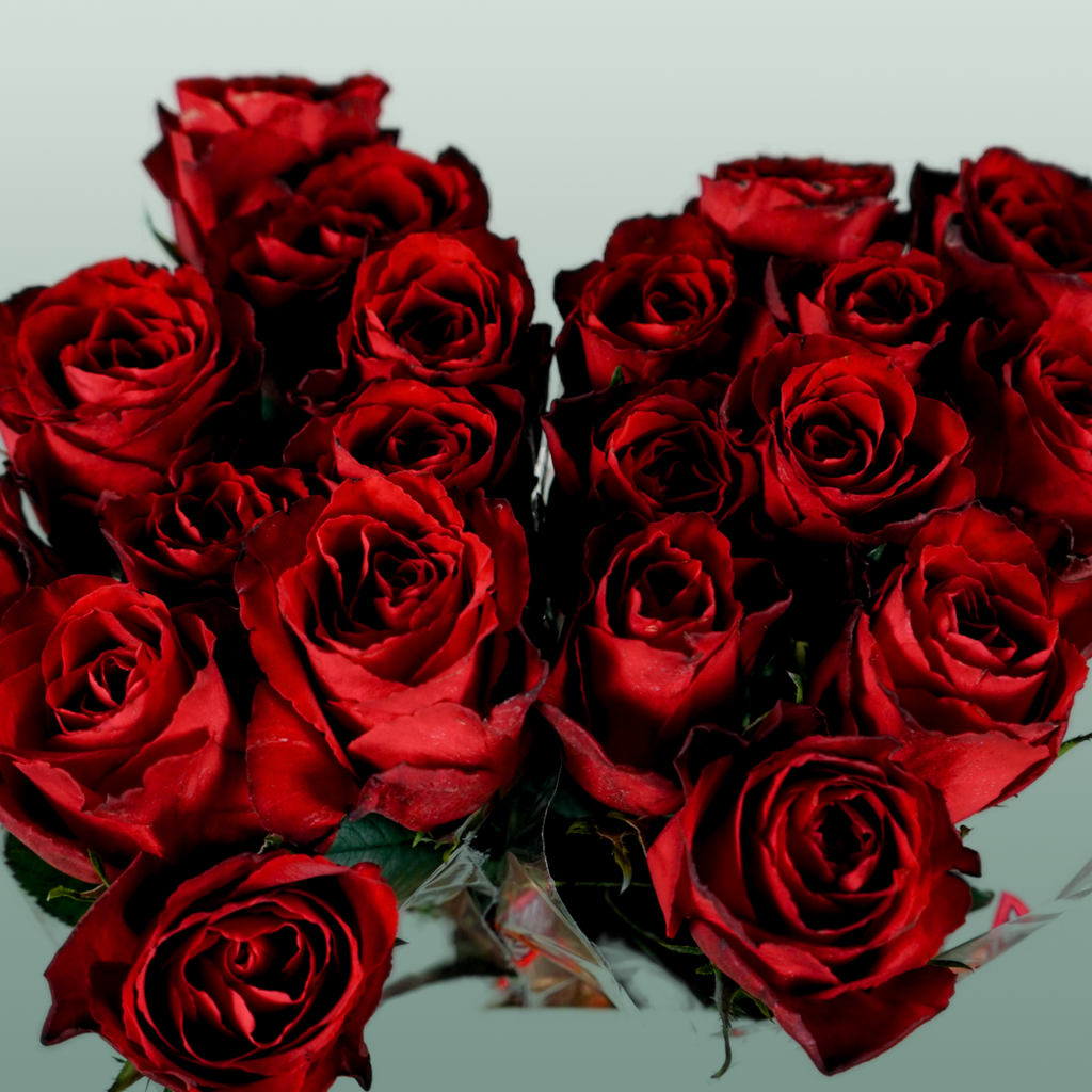 Rose - Rosa - Madam Red