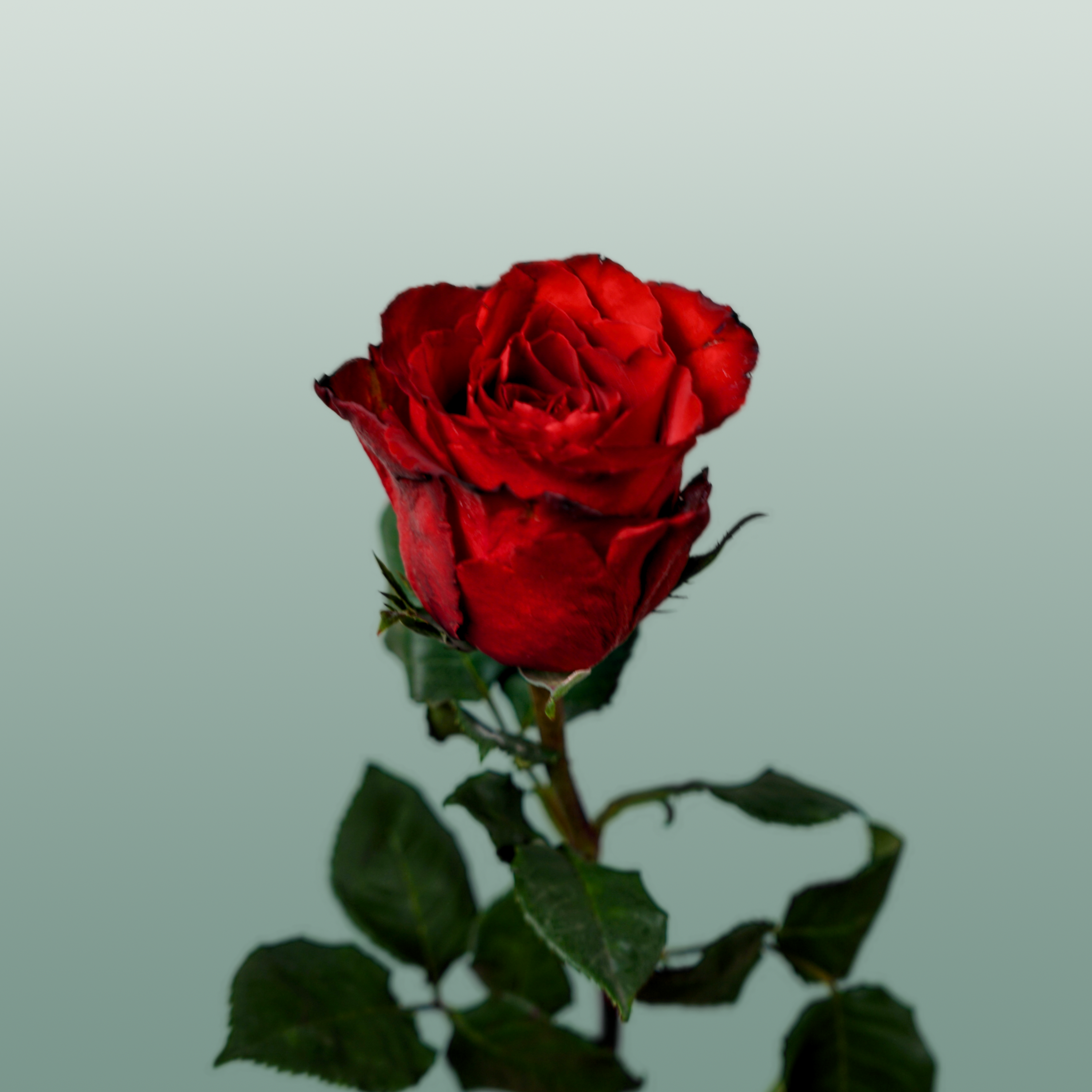 Rose - Rosa - Madam Red