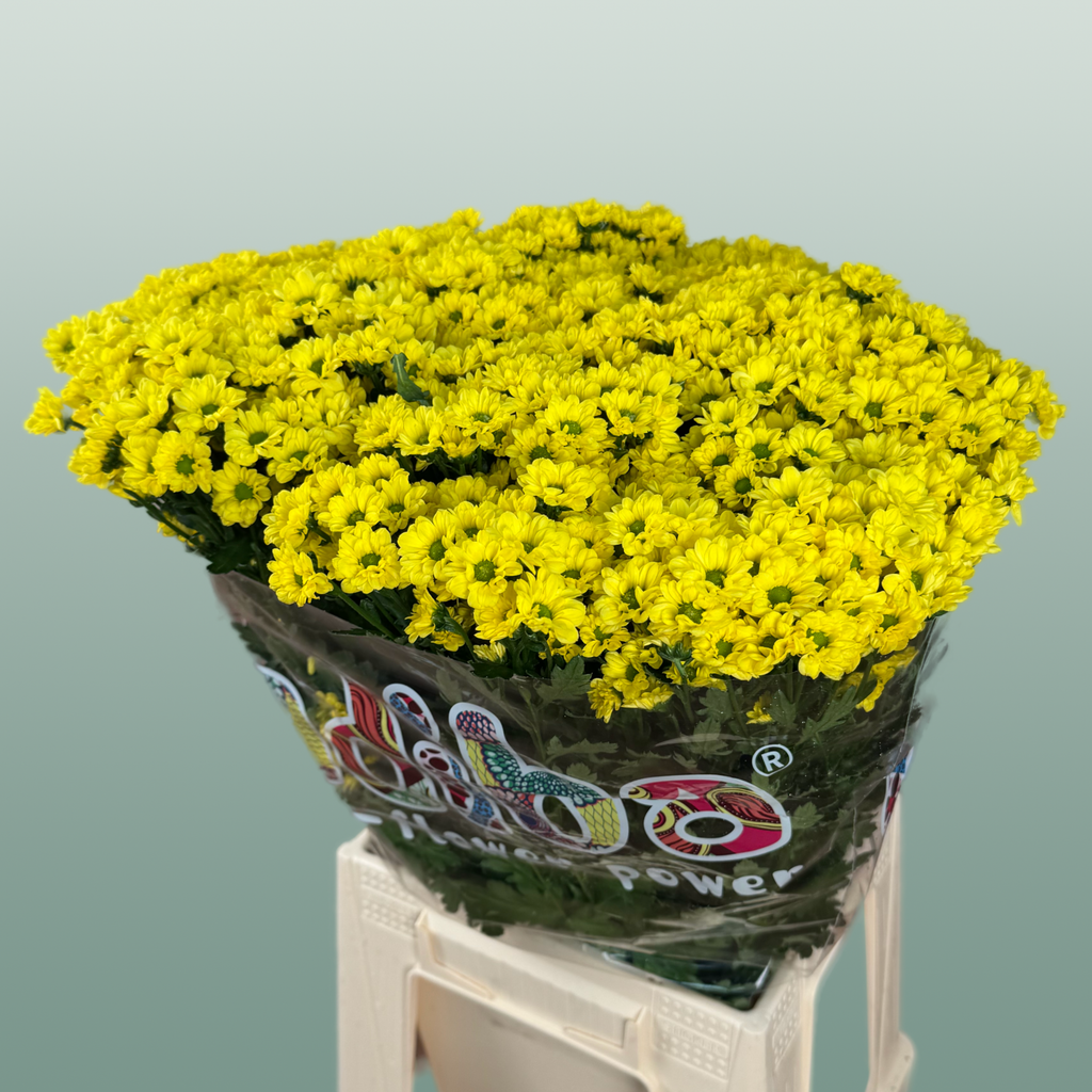 Chrysanthemum Santini Madiba Ringa (25 Stems)