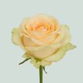 Rose - Rosa - Magic Avalanche+