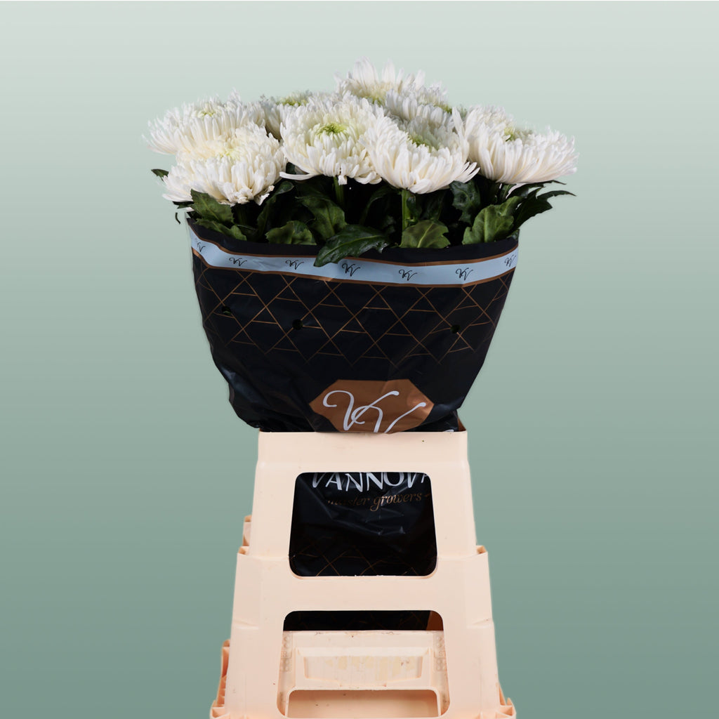 Chrysanthemum - Chrysanthemum - Magnum