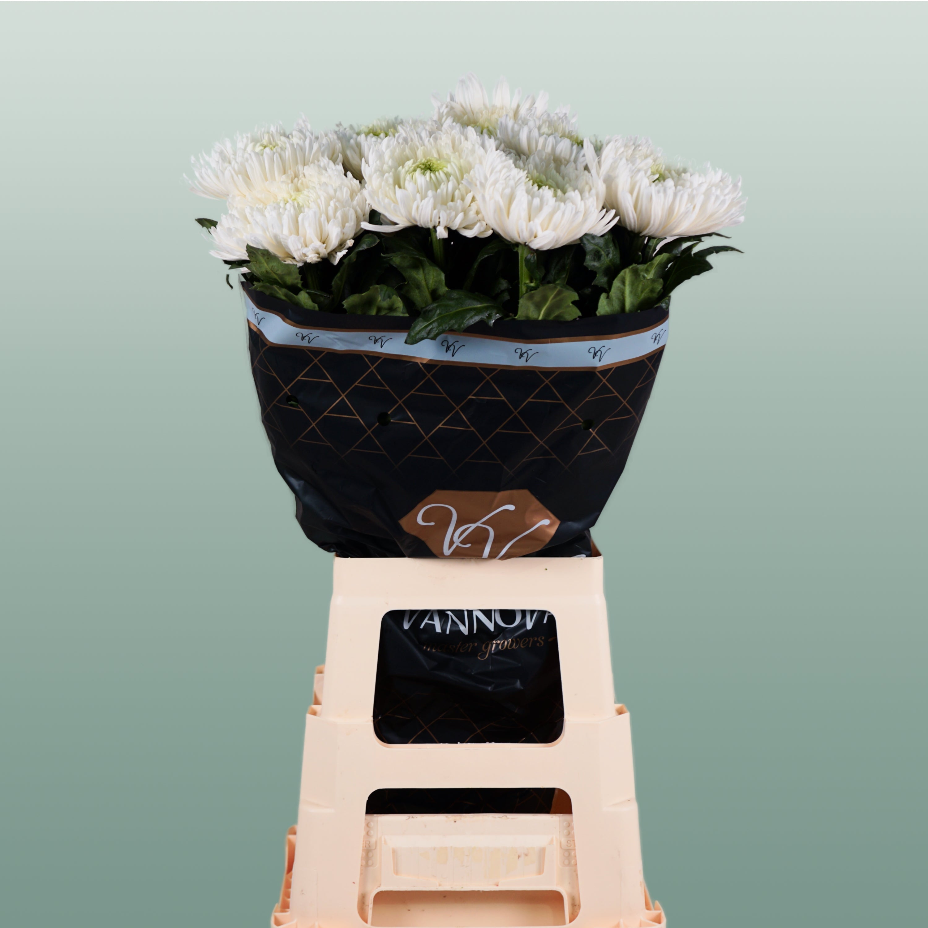 Chrysanthemum - Chrysanthemum - Magnum