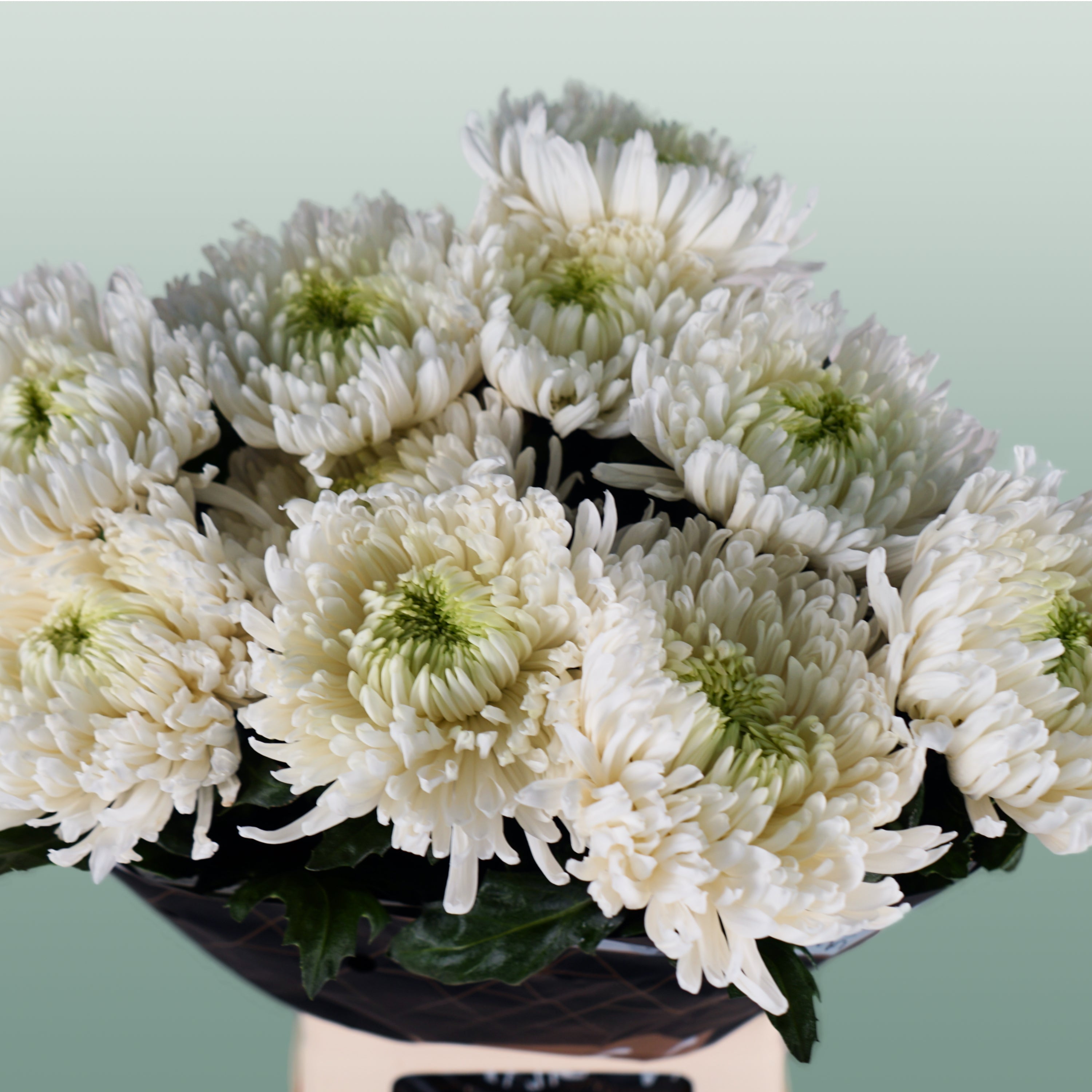Chrysanthemum - Chrysanthemum - Magnum