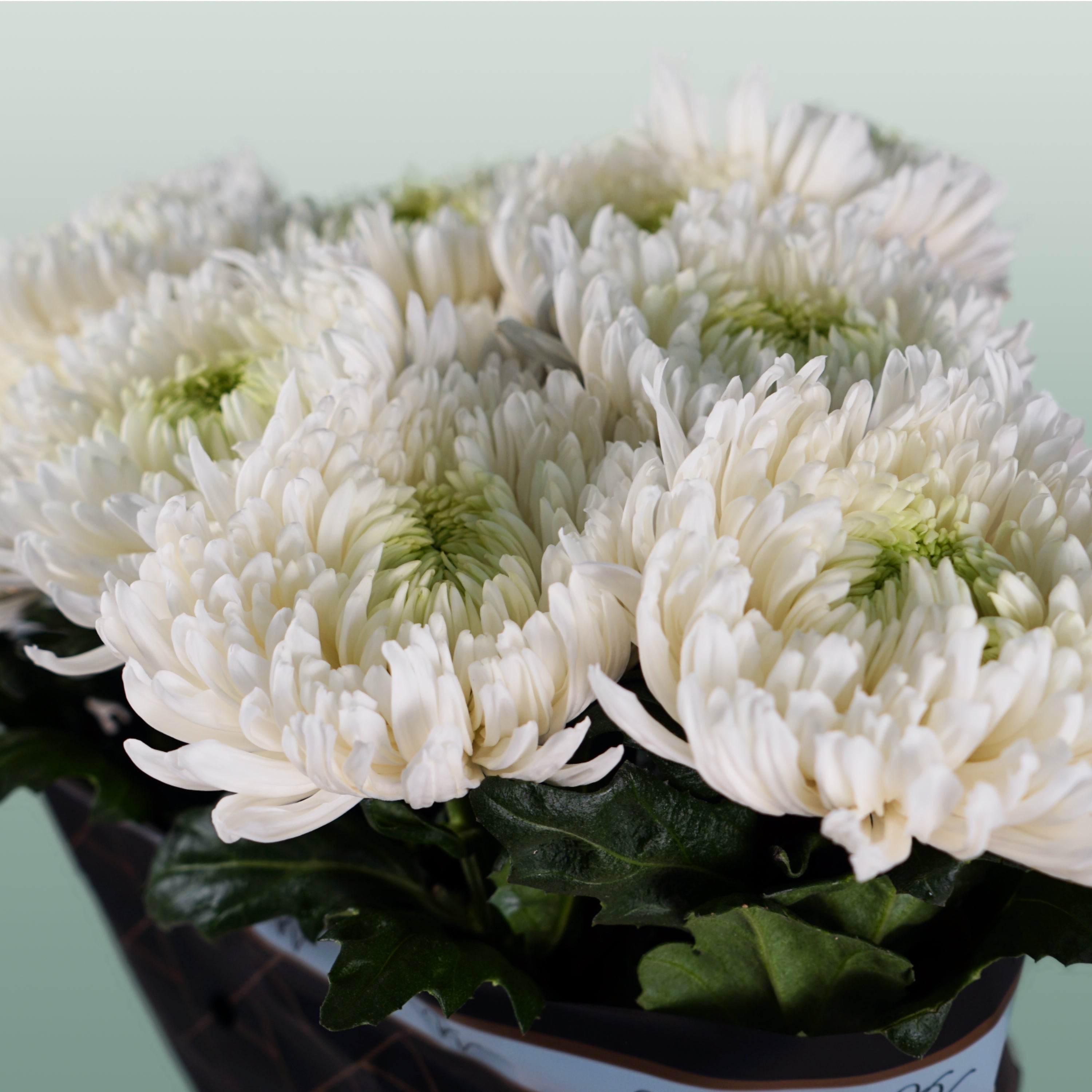 Chrysanthemum - Chrysanthemum - Magnum