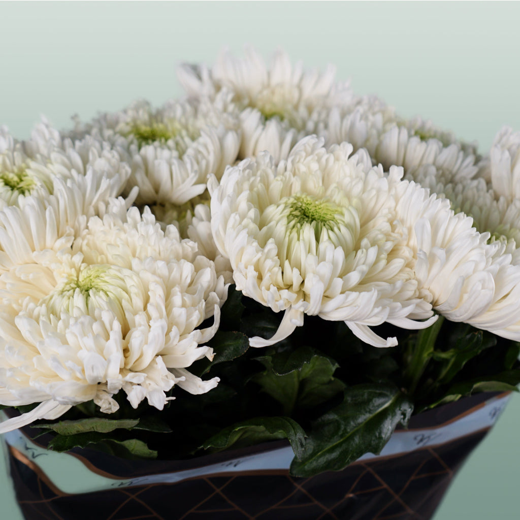 Chrysanthemum - Chrysanthemum - Magnum