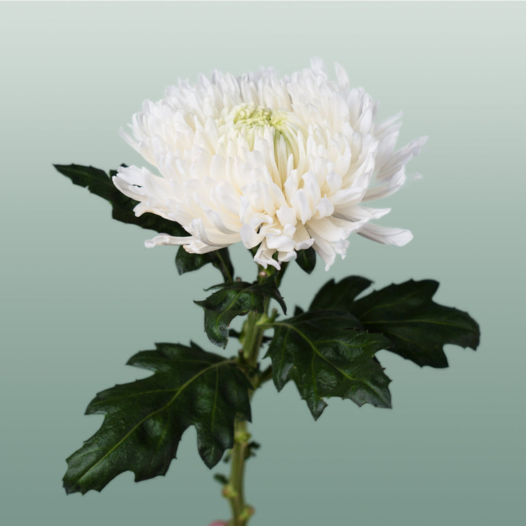 Chrysanthemum - Chrysanthemum - Magnum