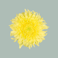 Chrysanthemum - Chrysanthemum - Magnum Yellow