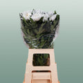Chrysanthemum G Topspin