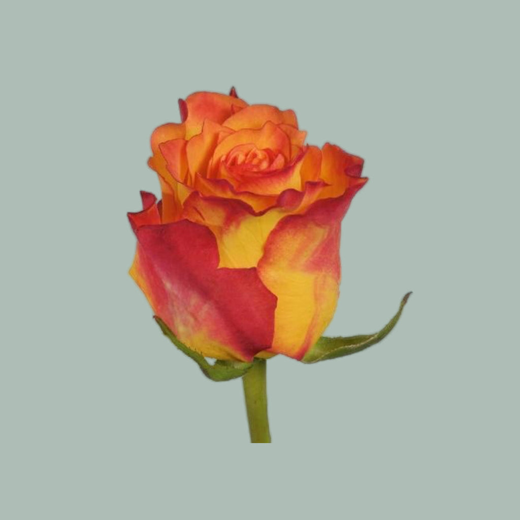 Rose - Rosa - Marie-Claire