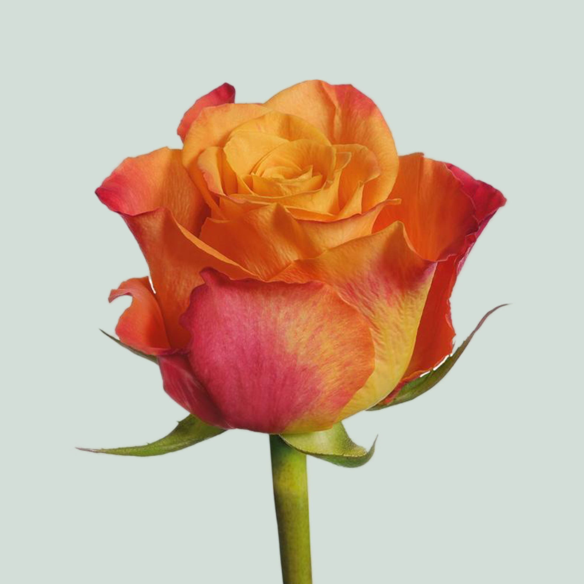 Rose - Rosa - Mariyo